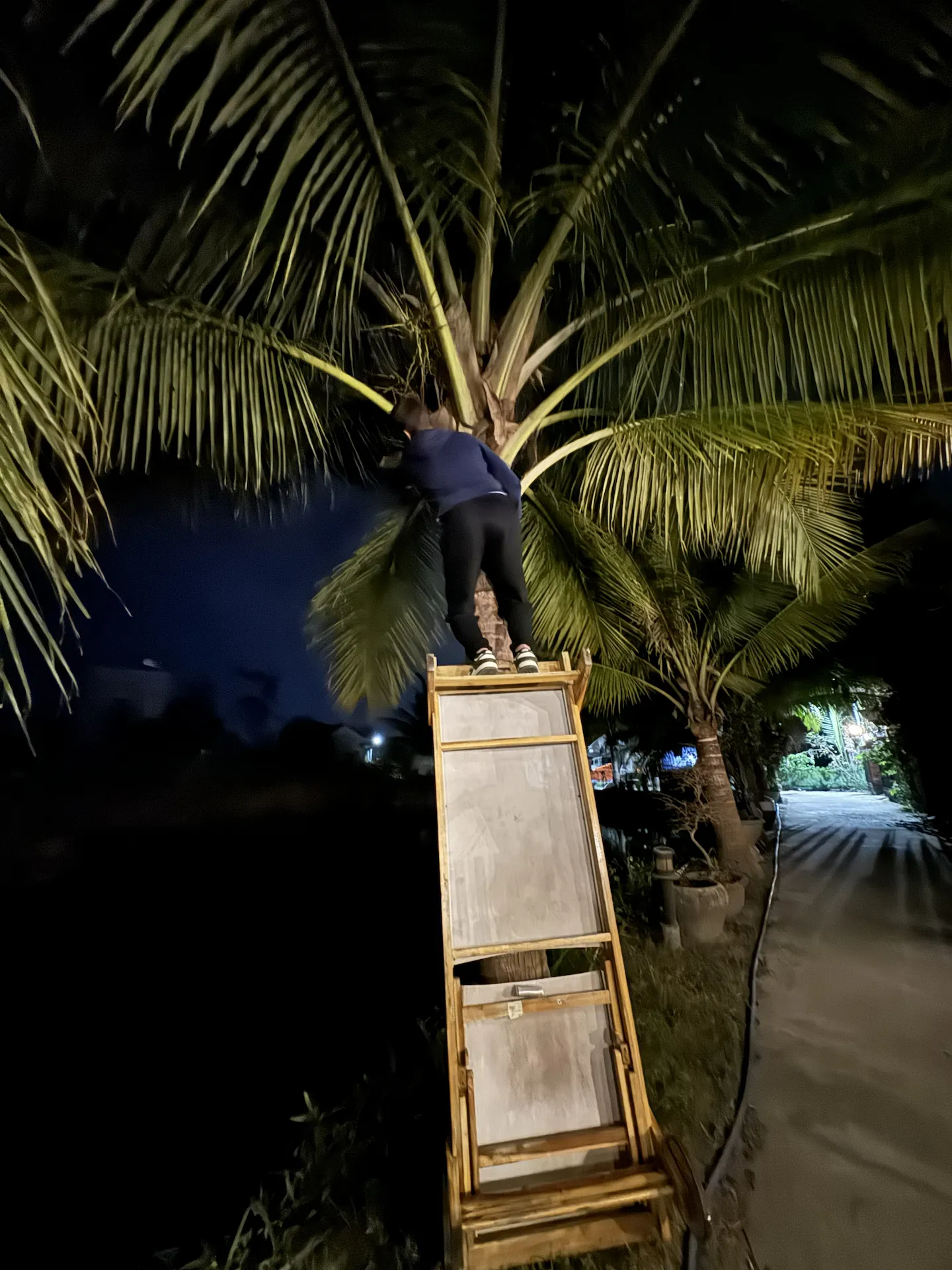 Gaëtan climbing a coconut palm tree in Hội An Vietnam