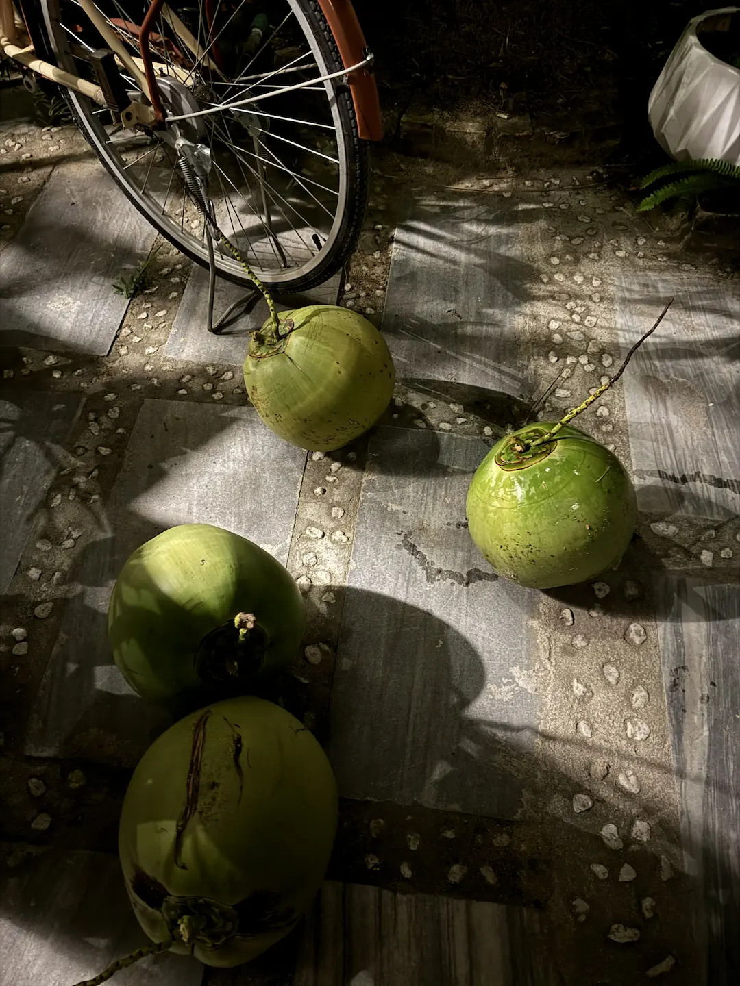 Young green Xiem coconuts on stone pavement with bicycle wheel and dramatic dappled sunlight shadows